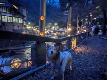 黒川温泉、湯あかりによるライトアップと、食べ歩きを犬と一緒に満喫。IN熊本県南小国町